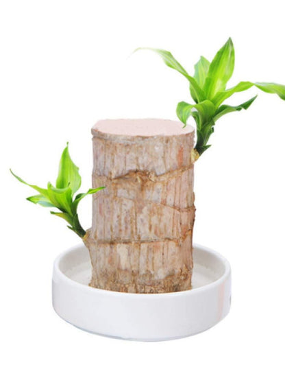 Brazilian Lucky Wood Plant ( Pack Of 1 )